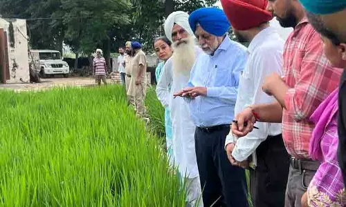 आवर्ती जलवायु पैटर्न, Punjab में धान बौना वायरस फिर से उभरा