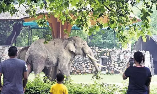 राष्ट्रीय प्राणी उद्यान जल्द करेगा पशु गोद लेने की प्रक्रिया सरल और तेज
