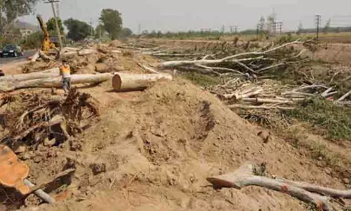 Faridkot मेडिकल कॉलेज में 50 पेड़ों की कटाई से आक्रोश Faridkot मेडिकल कॉलेज में 50 पेड़ों की कटाई से आक्रोश
