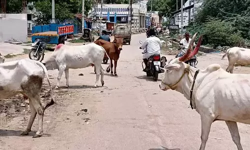 आवारा मवेशियों की समस्या: जनता में आक्रोश