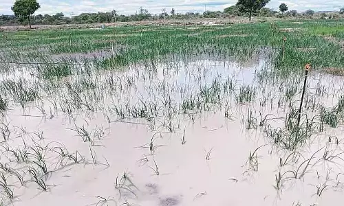 हिरियूर तालुका में भारी बारिश: प्याज उत्पादक संकट में हिरियूर तालुका में भारी बारिश: प्याज उत्पादक संकट में