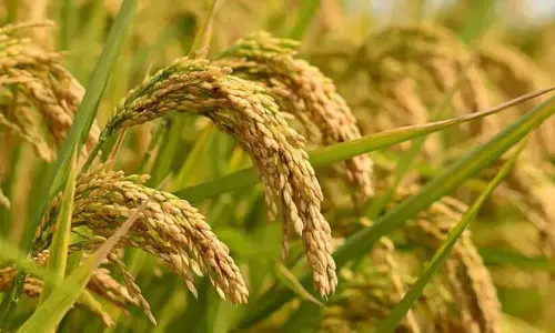 Kerala : 22 क्विंटल धान की खरीद, किसानों को झटका