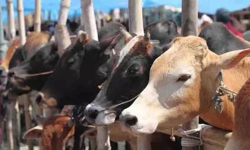 Nirmal में अंतरराज्यीय मवेशी चोरी और बिक्री करने वाले गिरोह के सात लोग गिरफ्तार