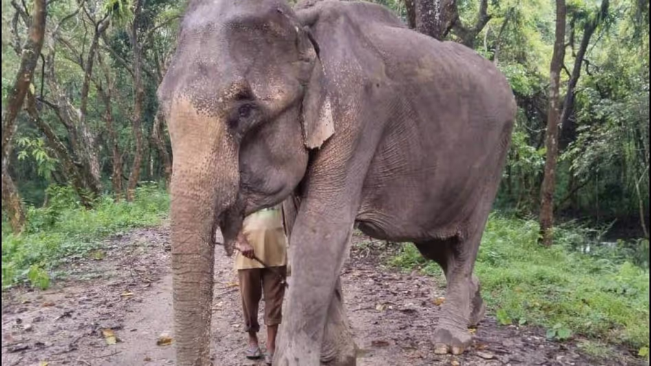 Assam :  काजीरंगा पार्क के 85 वर्षीय संरक्षक हाथी मोहनमाला को विदाई दी गई