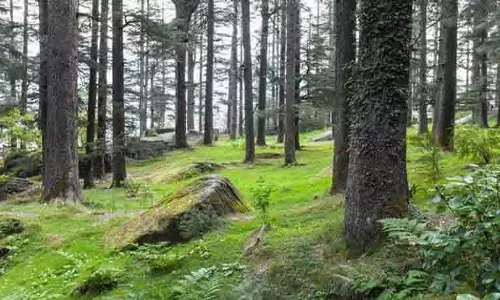 Kangra में वन मंजूरी प्रक्रिया में तेजी