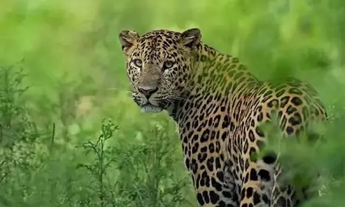 Andhra : श्रीशैलम के पास तेंदुआ एक बच्चे को खींच ले गया