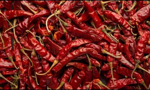 लाल मिर्च आपको गंभीर बीमारी से दिलाएंगे निजात, विटामिन ए का बड़ा स्रोत लाल मिर्च आपको गंभीर बीमारी से दिलाएंगे निजात, विटामिन ए का बड़ा स्रोत