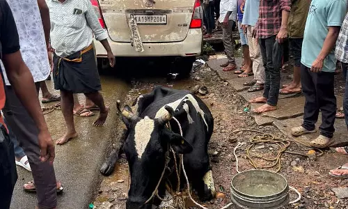 Belthangady : कार में मवेशियों का अवैध परिवहन
