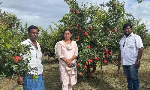 अनार की खेती; 2 एकड़ के बाग में 20 टन उपज अनार की खेती; 2 एकड़ के बाग में 20 टन उपज