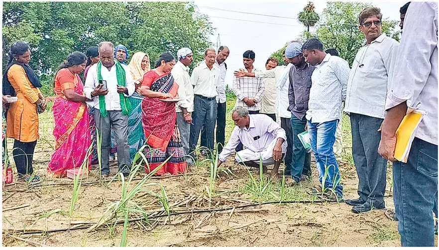 RASS में प्राकृतिक कृषि कौशल साझा किए गए