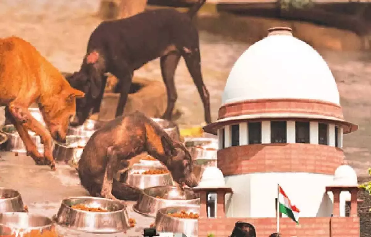 SC : आवारा कुत्तों की समस्या स्थानीय अधिकारियों की निष्क्रियता का परिणाम SC : आवारा कुत्तों की समस्या स्थानीय अधिकारियों की निष्क्रियता का परिणाम