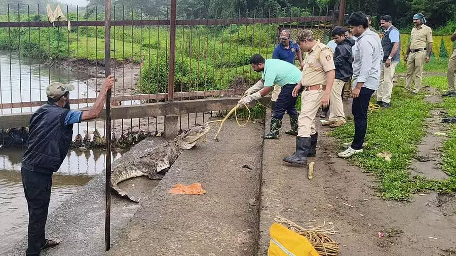 मगरमच्छ ने बाड़ पार की: कर्मचारियों ने उसे सुरक्षित रूप से नदी में छोड़ा मगरमच्छ ने बाड़ पार की: कर्मचारियों ने उसे सुरक्षित रूप से नदी में छोड़ा