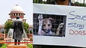 Delhi आवारा कुत्तों की समस्या पर सुप्रीम कोर्ट ने फैसला सुरक्षित रखा Delhi आवारा कुत्तों की समस्या पर सुप्रीम कोर्ट ने फैसला सुरक्षित रखा