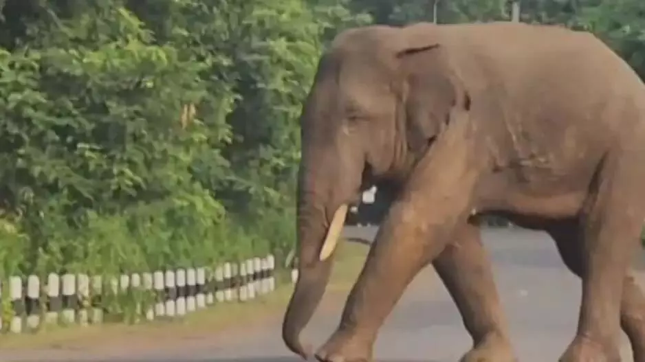 Dhenkanal: गांव में टस्कर ने मचाई दहशत, दो घंटे तक सड़क जाम रखी Dhenkanal: गांव में टस्कर ने मचाई दहशत, दो घंटे तक सड़क जाम रखी