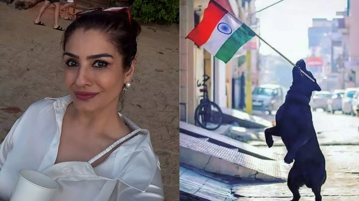Raveena Tandon की अपील, दिल्ली के स्ट्रीट डॉग्स को भी मिले अधिकार Raveena Tandon की अपील, दिल्ली के स्ट्रीट डॉग्स को भी मिले अधिकार