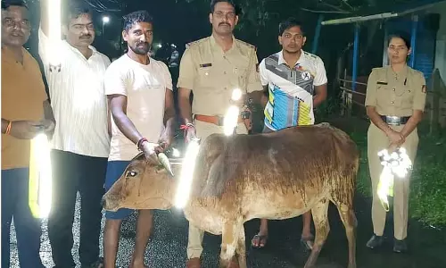 Karwar : आवारा मवेशियों की गर्दन पर रेडियम की पट्टियाँ Karwar : आवारा मवेशियों की गर्दन पर रेडियम की पट्टियाँ