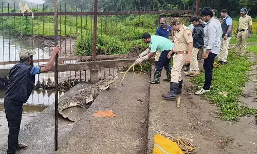 मगरमच्छ ने बाड़ पार की: कर्मचारियों ने उसे सुरक्षित रूप से नदी में छोड़ा मगरमच्छ ने बाड़ पार की: कर्मचारियों ने उसे सुरक्षित रूप से नदी में छोड़ा