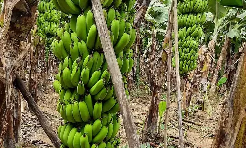 Sirsi : केले की फसल का रकबा घटा, किसान दूसरी फसलों की ओर रुख कर रहे Sirsi : केले की फसल का रकबा घटा, किसान दूसरी फसलों की ओर रुख कर रहे
