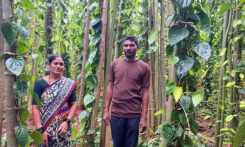 Gogeri : लाभदायक पान की खेती Gogeri : लाभदायक पान की खेती