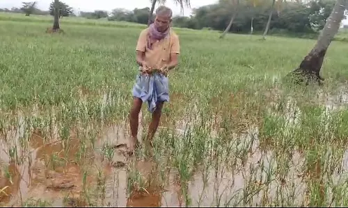 Lakshmeshwar : लगातार बारिश से प्याज की फसल को नुकसान
