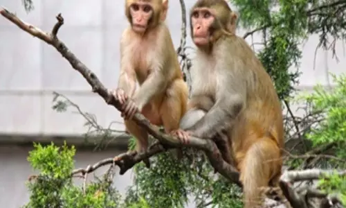 Karnataka : बंदरों के हमले में तीन लोग गंभीर रूप से घायल