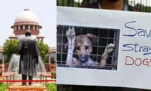 Delhi आवारा कुत्तों की समस्या पर सुप्रीम कोर्ट ने फैसला सुरक्षित रखा Delhi आवारा कुत्तों की समस्या पर सुप्रीम कोर्ट ने फैसला सुरक्षित रखा