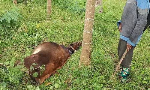 Hunsur : बाघ के हमले में मवेशी मारे गए