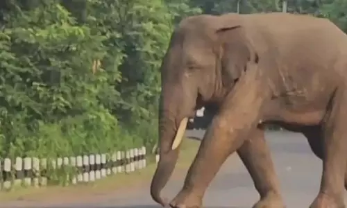 Dhenkanal: गांव में टस्कर ने मचाई दहशत, दो घंटे तक सड़क जाम रखी