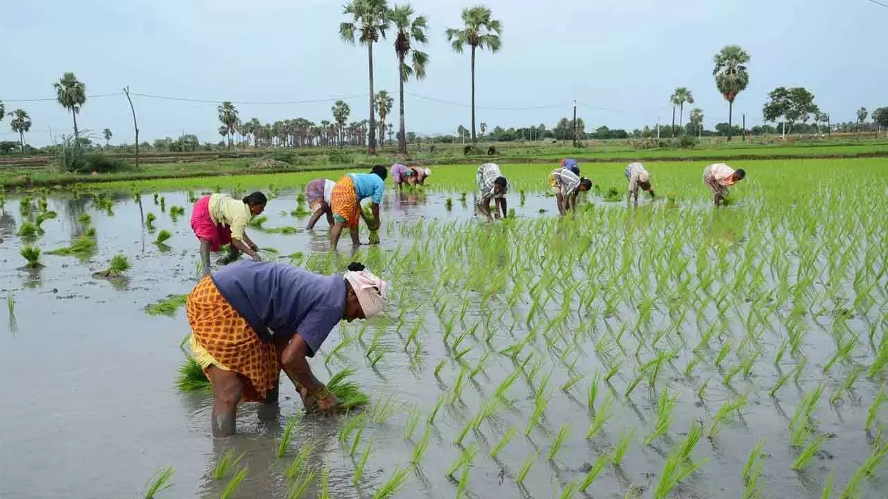 TG सरकार ने रायथु बीमा का ‘नवीनीकरण’ किया, पात्रता नियमों में बदलाव किया TG सरकार ने रायथु बीमा का ‘नवीनीकरण’ किया, पात्रता नियमों में बदलाव किया