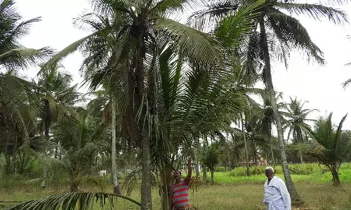 नारियल की फसल में रोग: राज्य में 4.73 लाख हेक्टेयर नारियल प्रभावित नारियल की फसल में रोग: राज्य में 4.73 लाख हेक्टेयर नारियल प्रभावित