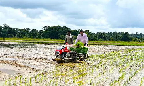 Karnataka : तेलंगाना सोना चावल की किस्म कोडागु में भी उपलब्ध Karnataka : तेलंगाना सोना चावल की किस्म कोडागु में भी उपलब्ध
