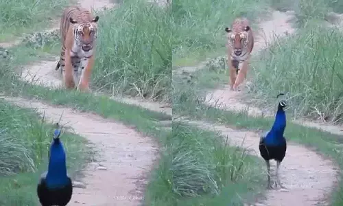 राष्ट्रीय पशु बाघ और राष्ट्रीय पक्षी मोर एक ही स्थान पर
