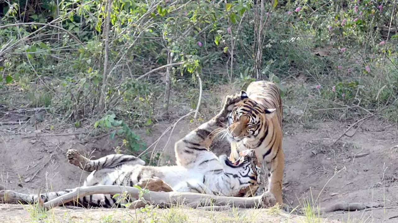 Bandipur टाइगर रिज़र्व के पास लड़ाई में बाघिन घायल, पर्यटक तस्वीरें लेने में व्यस्त Bandipur टाइगर रिज़र्व के पास लड़ाई में बाघिन घायल, पर्यटक तस्वीरें लेने में व्यस्त