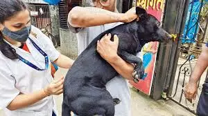 Kerala : आवारा कुत्तों के लिए टीकाकरण वेचूचिरा पंचायत ने पेश की मिसाल Kerala : आवारा कुत्तों के लिए टीकाकरण वेचूचिरा पंचायत ने पेश की मिसाल
