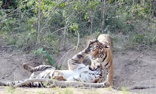 Bandipur  टाइगर रिज़र्व के पास लड़ाई में बाघिन घायल, पर्यटक तस्वीरें लेने में व्यस्त