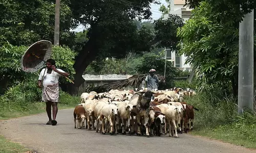 19 August को झुंड के साथ बेंगलुरु की सड़कों पर उतरेंगे चरवाहे
