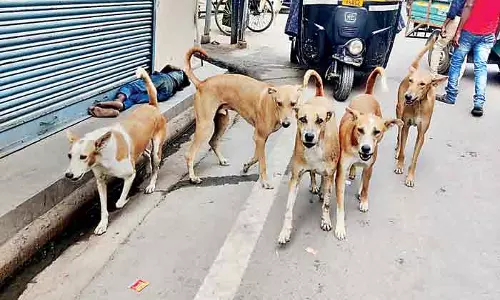 Bhopal: आवारा कुत्तों की समस्या और गायब फाइल, प्रशासनिक चुनौती Bhopal: आवारा कुत्तों की समस्या और गायब फाइल, प्रशासनिक चुनौती