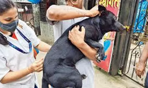 Kerala : आवारा कुत्तों के लिए टीकाकरण वेचूचिरा पंचायत ने पेश की मिसाल Kerala : आवारा कुत्तों के लिए टीकाकरण वेचूचिरा पंचायत ने पेश की मिसाल