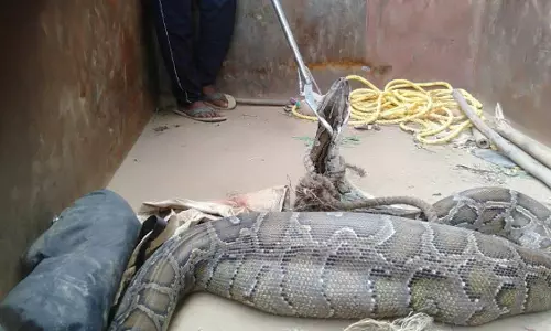 Haridwar: खेत से बरामद हुआ अजगर, वन विभाग ने किया रेस्क्यू