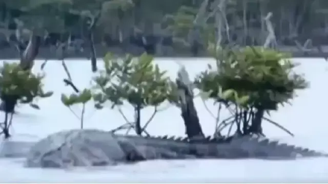 Port Blair में देखा गया 20 फुट का मगरमच्छ, वायरल वीडियो ने मचाई सनसनी