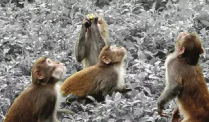 Kangan बंदरों के आतंक से गुंड गांवों में दहशत Kangan बंदरों के आतंक से गुंड गांवों में दहशत