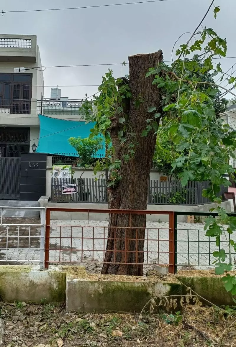 Haryana : कुरुक्षेत्र में पेड़ों की छंटाई से गुस्सा भड़क उठा Haryana : कुरुक्षेत्र में पेड़ों की छंटाई से गुस्सा भड़क उठा