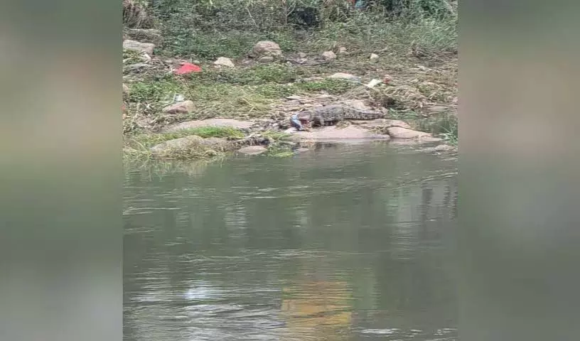 Langer Hauz में मूसी नदी में फिर से मगरमच्छ देखा गया Langer Hauz में मूसी नदी में फिर से मगरमच्छ देखा गया