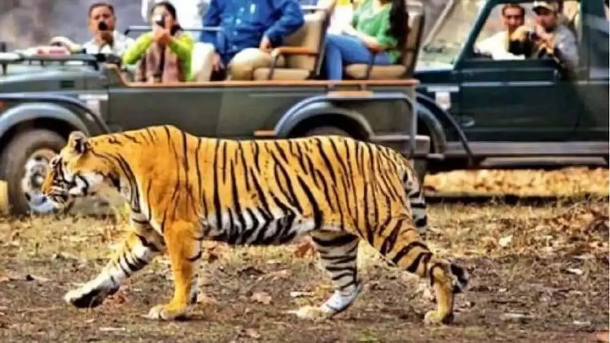 Rajasthan: रणथंभौर जंगल में कैंटर खराब, पर्यटकों का एक घंटा फंसा Rajasthan: रणथंभौर जंगल में कैंटर खराब, पर्यटकों का एक घंटा फंसा