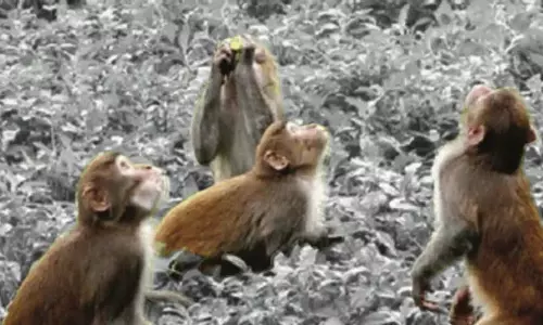 Kangan बंदरों के आतंक से गुंड गांवों में दहशत