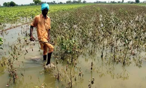 लगातार बारिश से Punjab के किसान चिंतित, जलभराव से फसलों को खतरा