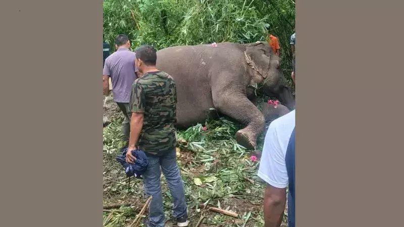Assam: बक्सा जिले में बिजली का करंट लगने से दो हाथियों की मौत Assam: बक्सा जिले में बिजली का करंट लगने से दो हाथियों की मौत