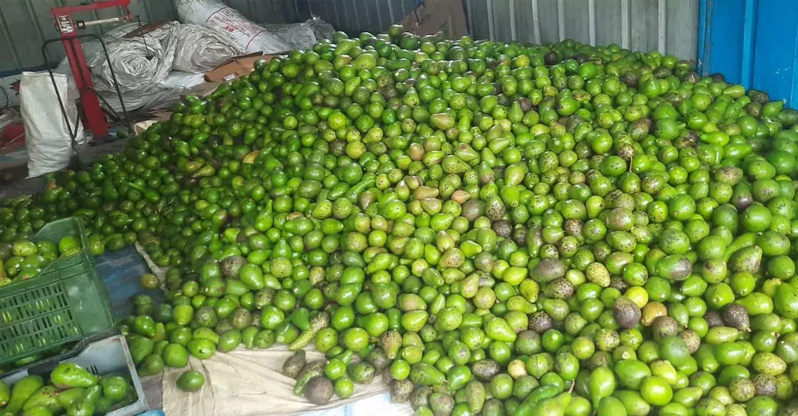 Kerala :  देश में पहली बार वायनाड एवोकाडो को वैश्विक ब्रांड के रूप में लेबल करने का मिशन