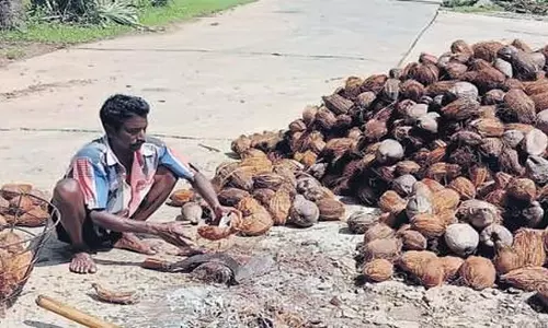 coconut की कीमतों में उतार-चढ़ाव किसानों को कर रहा है परेशान coconut की कीमतों में उतार-चढ़ाव किसानों को कर रहा है परेशान