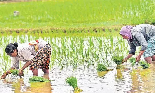 Telangana में 2025 की खरीफ की बुवाई अभी भी वर्षा आधारित क्षेत्रों तक ही सीमित